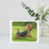 Australisch Silky Terrier-ontwerp Briefkaart (Staand voorkant)