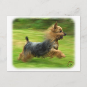 Australisch Silky Terrier-ontwerp Briefkaart