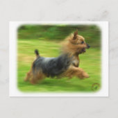 Australisch Silky Terrier-ontwerp Briefkaart (Voorkant)