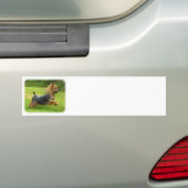 Australisch Silky Terrier-ontwerp Bumpersticker (Op auto)