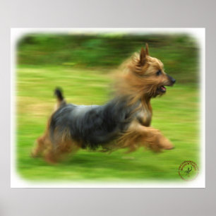 Australisch Silky Terrier-ontwerp Poster