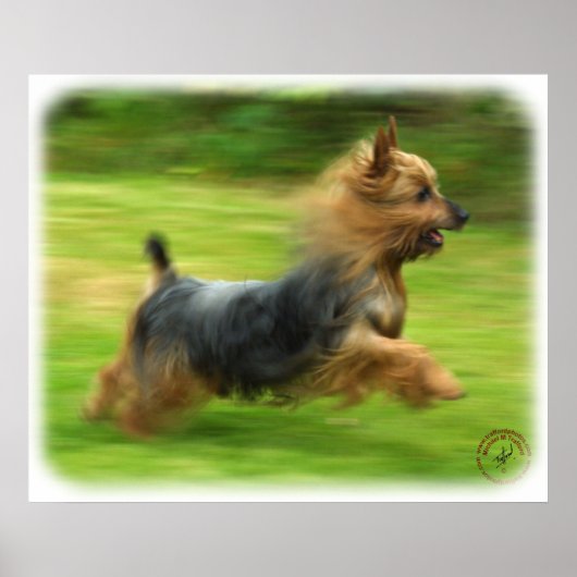 Australisch Silky Terrier-ontwerp Poster (Voorkant)