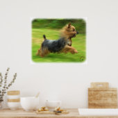 Australisch Silky Terrier-ontwerp Poster (Keuken)
