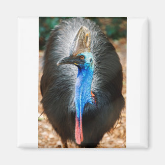 Australisch Southern Cassowary Magneet
