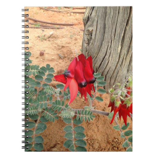 Australisch Sturt's Desert Pea notebook Notitieboek (Voorkant)