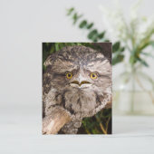 Australisch Tawny Frog Mouth Bird Briefkaart (Staand voorkant)