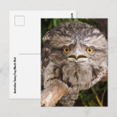 Australisch Tawny Frog Mouth Bird Briefkaart (Voorkant / Achterkant)