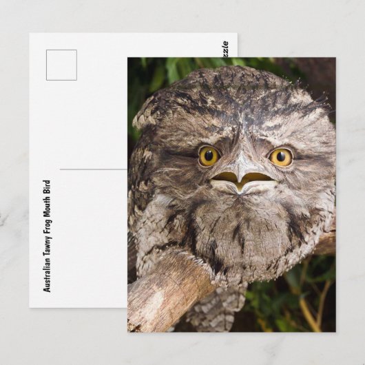 Australisch Tawny Frog Mouth Bird Briefkaart (Voorkant / Achterkant)