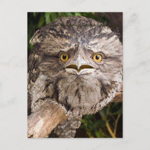 Australisch Tawny Frog Mouth Bird Briefkaart