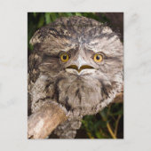 Australisch Tawny Frog Mouth Bird Briefkaart (Voorkant)