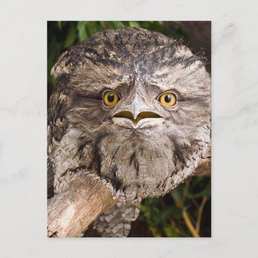 Australisch Tawny Frog Mouth Bird Briefkaart (Voorkant)