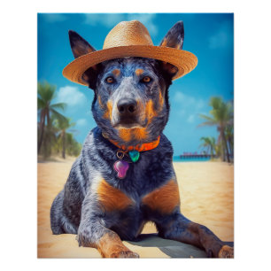 Australisch vee op het strand, hondenliefhebbers z perfect poster