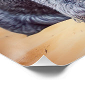 Australisch vee op het strand, hondenliefhebbers z perfect poster (Hoek)