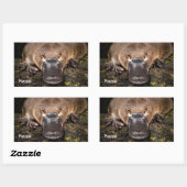 Australisch vogelbekdier rechthoekige sticker (Vel)