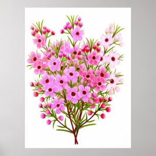 Australisch Waxflower Bouquet Poster