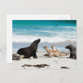 Australisch Zee Lion op de zeebaai van Kangaroo Briefkaart (Voorkant / Achterkant)