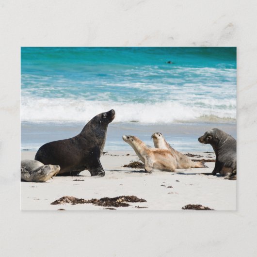 Australisch Zee Lion op de zeebaai van Kangaroo Briefkaart (Voorkant)