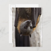 Australische bat briefkaart (Voorkant / Achterkant)