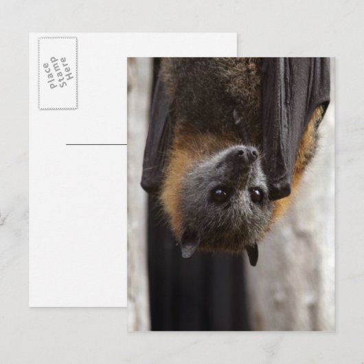 Australische bat briefkaart (Voorkant / Achterkant)