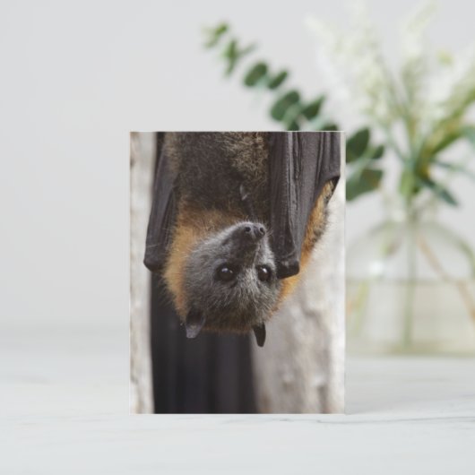 Australische bat briefkaart (Staand voorkant)