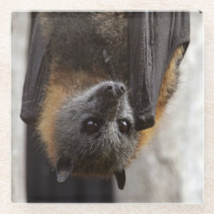 Australische bat glazen onderzetter