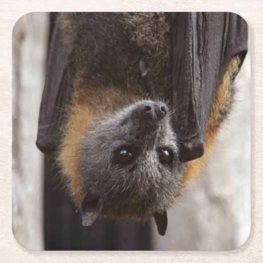 Australische bat kartonnen onderzetters (Voorkant)