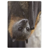 Australische bat klembord (Achterkant)