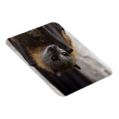 Australische bat magneet (Rechterzijde)