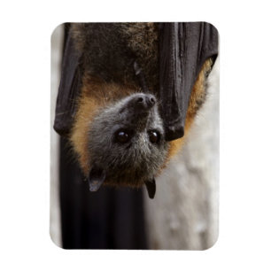 Australische bat magneet