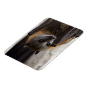 Australische bat magneet (Linkerzijde)