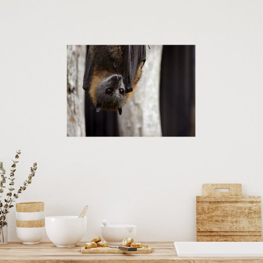 Australische bat poster (Keuken)