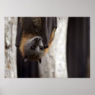 Australische bat poster