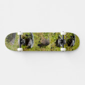 Australische blauwe tongluis, Skateboard set (Horizontaal)