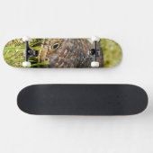Australische blauwtongstumpy hagedis, skateboard (Horizontaal)