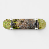 Australische blauwtongstumpy hagedis, skateboard (Horizontaal)