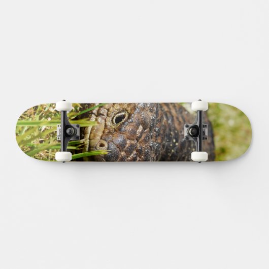 Australische blauwtongstumpy hagedis, skateboard (Horizontaal)
