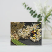 Australische Briefkaart van Eucalyptus Flower & Fr (Staand voorkant)