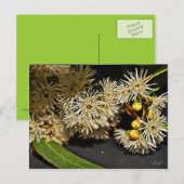 Australische Briefkaart van Eucalyptus Flower & Fr (Voorkant / Achterkant)