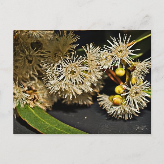 Australische Briefkaart van Eucalyptus Flower & Fr (Voorkant)