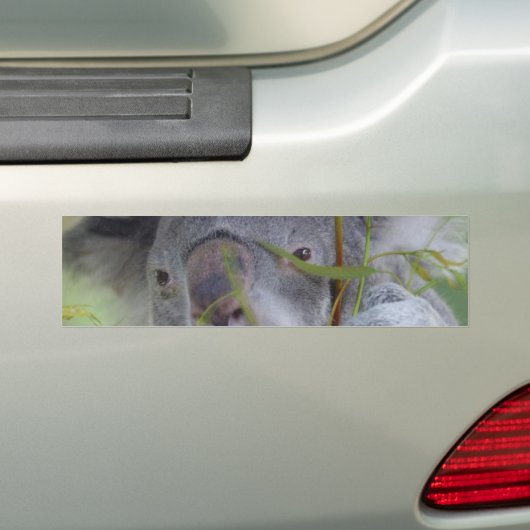 Australische Bumpersticker Koala (Op auto)