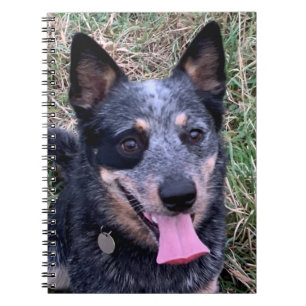 Australische "Cattle Dog"-laptop Notitieboek