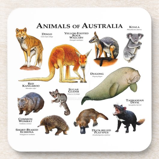 Australische dieren bier onderzetter (Voorkant)