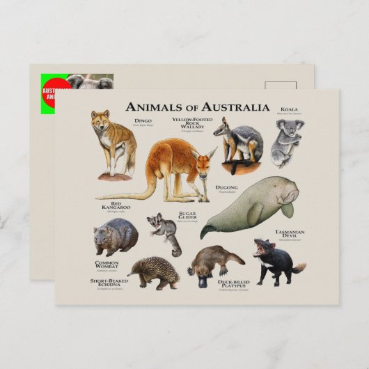 Australische dieren briefkaart (Voorkant / Achterkant)