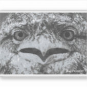Australische dieren in het wild, Natuurlijke knorr Sticker (Voorkant)