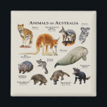 Australische dieren magneet<br><div class="desc">Serie van Dieren uit Australië achtergrond</div>