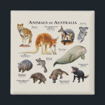 Australische dieren magneet<br><div class="desc">Serie van Dieren uit Australië achtergrond</div>
