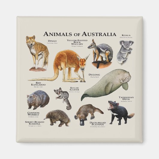 Australische dieren magneet (Voorkant)
