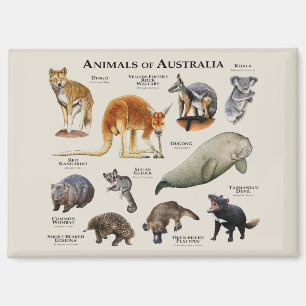 Australische dieren magneet
