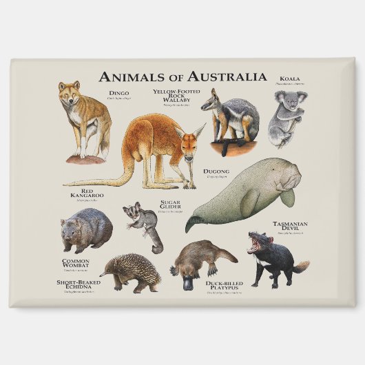 Australische dieren magneet (Voorkant)