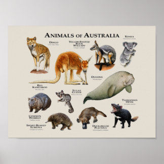 Australische dieren poster